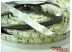 Светодиодная лента SMD 3528/120 (IP65) standart 12V Светодиодная лента SMD 3528/120 (IP65) standart 12V
