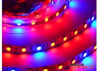 Светодиодная Фитолента SMD 5050 (60 LED/m) IP20 standart 12V